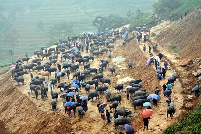 Chợ Cán Cấu, huyện Simacai, Lào Cai không chỉ là nơi buôn bán gia súc lớn nhất Tây Bắc mà còn là địa điểm giao lưu văn hóa của đồng bào các dân tộc miền núi. ( ảnh minh hoạ Internet)