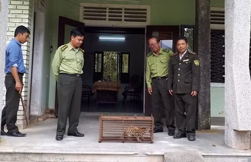 Giải cứu cá thể mèo rừng quý hiếm sau khi bị mắc bẫy