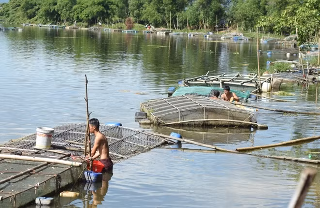 Những lồng cá nuôi xếp dày đặc nối dài trên sông Bồ là một trong những nguyên nhân dẫn đến hiện tượng cá chết.