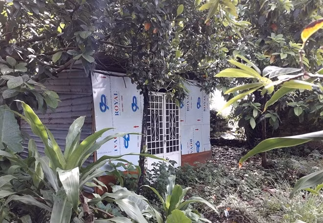 Một ngôi nhà tạm được dựng ngay giữa vườn cây trên bờ thành của di tích.