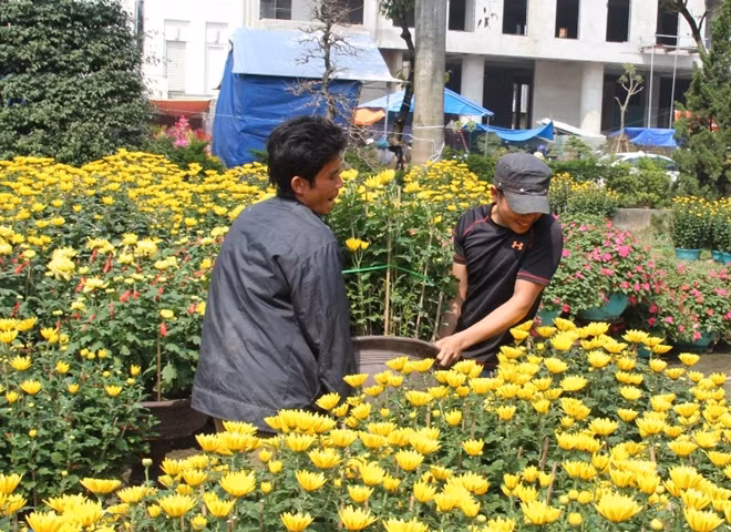 Bình quân mỗi chậu hoa cúc vàng năm nay có giá cao hơn sơ với các năm trước.