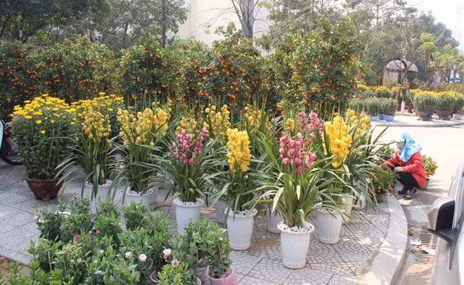 So với mọi năm, thị trường hoa Tết năm nay ở Cố đô Huế đa dạng về chủng loại.