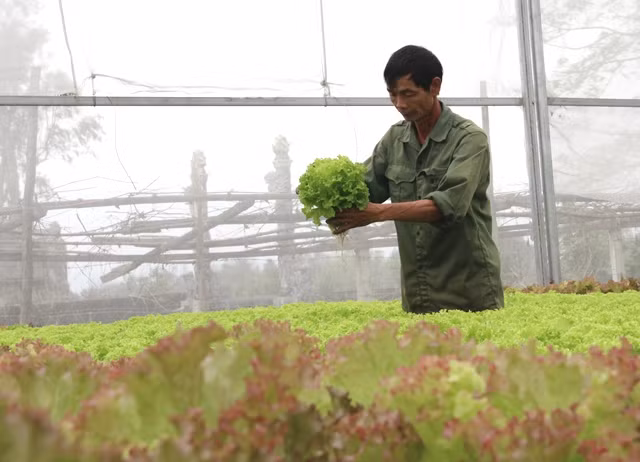 Rau sạch được trồng tại nông trại Thảo Vy có thể ăn ngay tại vườn.