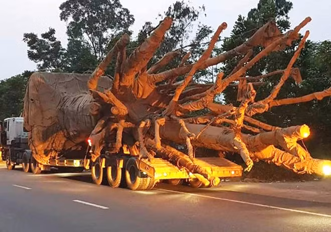 Tại Cơ quan công an, các tài xế khai nhận 'thủ đoạn' né trạm CSGT khi chở cây "khủng" trên tuyến QL1A.