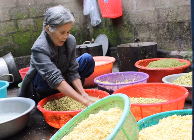 Đậu xanh được những người thợ là những cụ già lớn tuổi, có nhiều năm kinh nghiệm làm bánh gột đãi đi lớp vỏ bên ngoài để lấy hạt đậu sạch làm nguyên liệu.