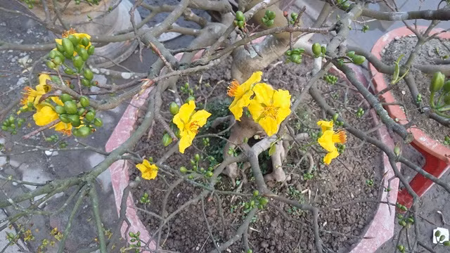 Một trong số gốc mai vàng do đôi tượng Quốc trộm được Công an TP Huế trao trả cho người dân.