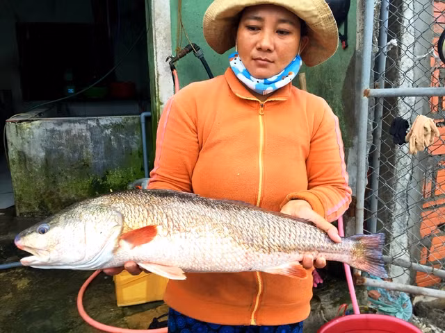 Cá lạ được bà Thuyền thu mua có màu sắc óng ánh, nghi là cá sủ vàng quý hiếm. Cá lạ được bà Thuyền thu mua có màu sắc óng ánh, nghi là cá sủ vàng quý hiếm.