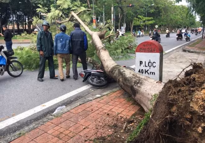 Cây phượng nhiều năm tuổi bất ngờ đổ chắn ngang đường Lê Duẩn, TP Huế khiến người đi đường hoảng sợ.