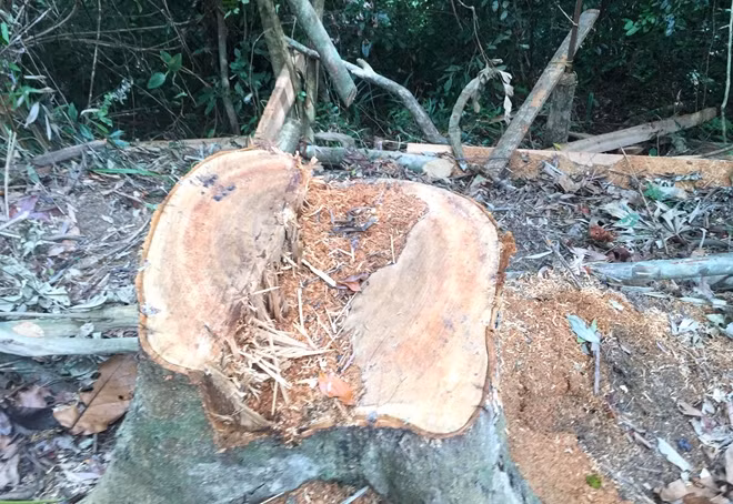 Dấu vết chặt cây tại khu 297 của rừng phòng hộ A Lưới còn rất mới.