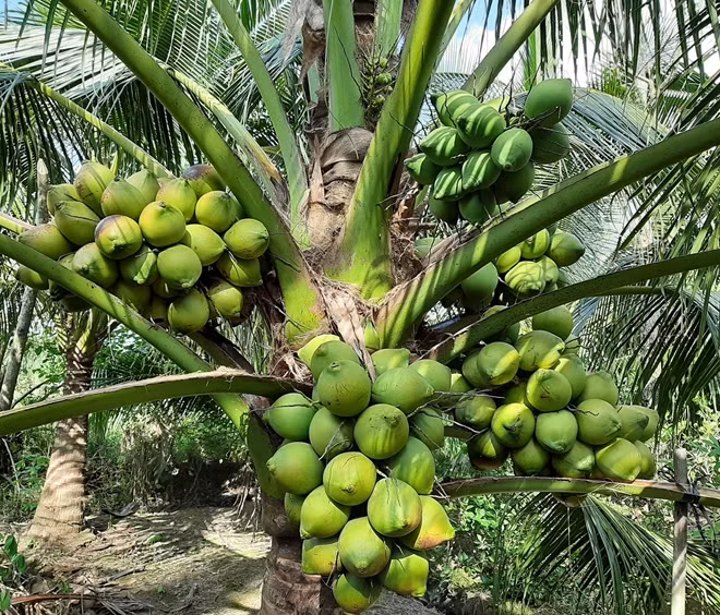Mỗi một cây dừa xiêm xanh Mã Lai cho hàng trăm trái.