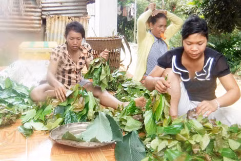 Gia đình chị Ka Siểm đang bó rau nhíp chuẩn bị đem bán.