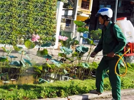 Các “ao sen” trong nội ô TP Cao Lãnh được thả cá, phun thuốc diệt lăng quăng.