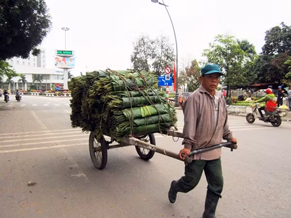 Người dân Quảng Trị tiêu thụ lá dong rất nhiều nên cánh cửu vạn ở chợ Đông Hà phải cật lực chuyên chở.