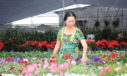 Nhà vườn Sa Đéc tất bật với vụ hoa tết Nguyên đán Bính thân 2016.