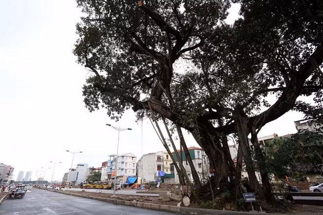 Đoạn đầu cầu vượt Hoàng Quốc Việt - Bưởi hai bên đường đã được trải nhựa, cây đa cổ thụ được giữ lại ở dải phân cách giữa. Ban quản lý dự án phát triển hạ tầng giao thông đô thị (Sở Giao thông Hà Nội) khẳng định việc này không ảnh hưởng đến tổng thể dự án cũng như hành lang an toàn và phát sinh chi phí.