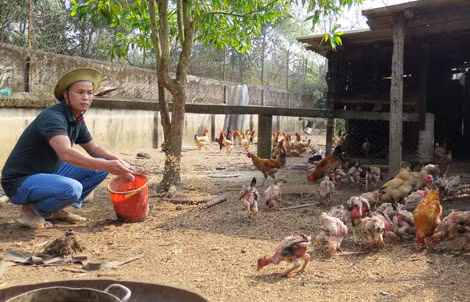 Ông Nguyễn Văn Minh với đàn gà giống nuôi ở trang trại của mình.