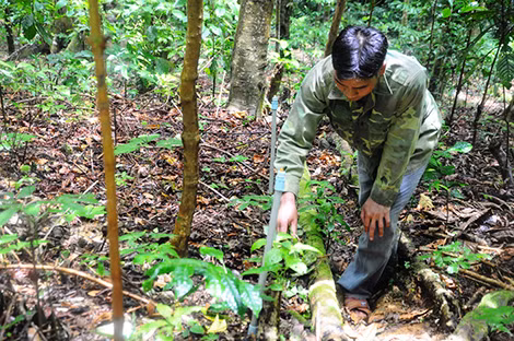 Ghi dưới chân dãy Ngọc Linh ảnh 6