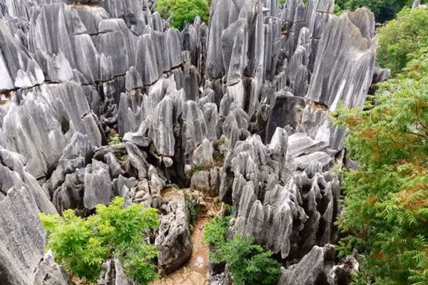 Khu rừng đặc biệt này được cho là hình thành vào khoảng 270 triệu năm trước trong kỉ Than đá của thời Đại cổ sinh.