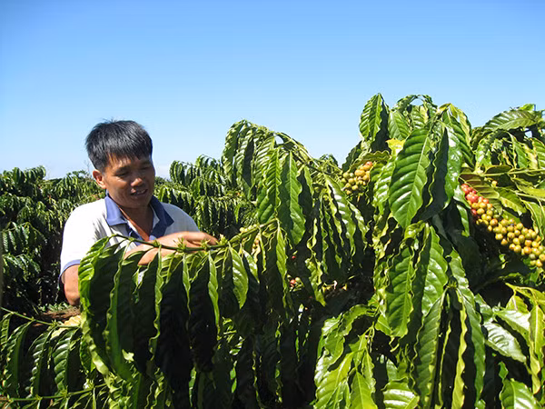 Những vườn cà phê xanh mướt đầy sức sống trên Tây Nguyên.