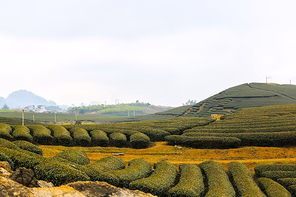 Không chỉ ấn tượng với đồi chè hình trái tim, du khách tìm đến đây còn được hòa mình trong một không gian đậm đặc của sương và hoa.