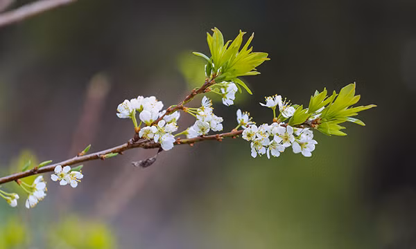 Phiêng Cành cũng là điểm đến của nhiều khách du lịch. Ai đã từng đến đây đều muốn lưu giữ hình ảnh của mình ở vùng đất này.