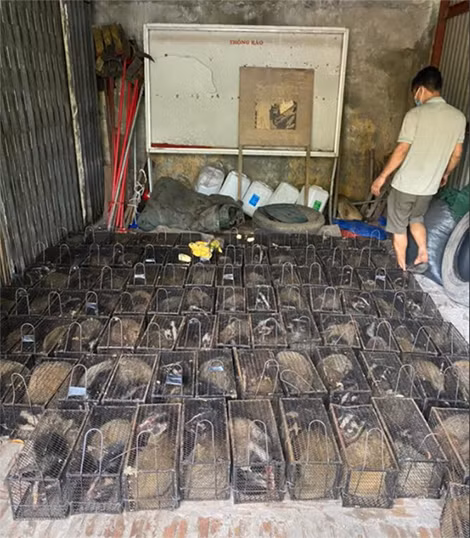 100 cá thể con cầy vòi mốc bị lực lượng chức năng phát hiện.