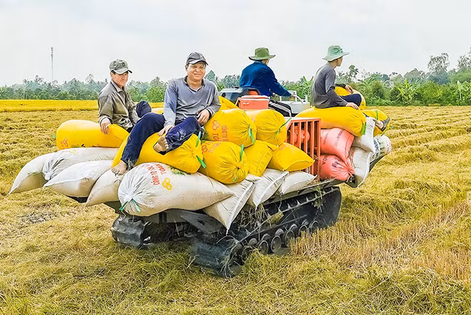Đồng bằng sông Cửu Long đã giảm dần diện tích trồng lúa từ 3 vụ xuống còn 2 vụ.