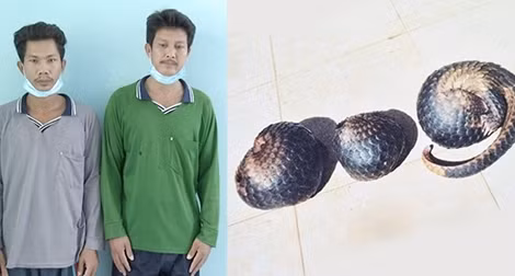 Khởi tố đối tượng mua bán trái phép vảy tê tê ảnh 2