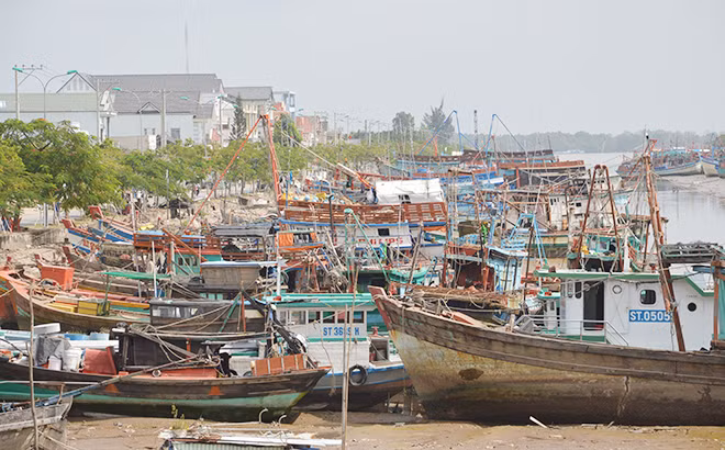 Cảng cá Trần Đề (Sóc Trăng) luôn tấp nập tàu thuyền cập bến.