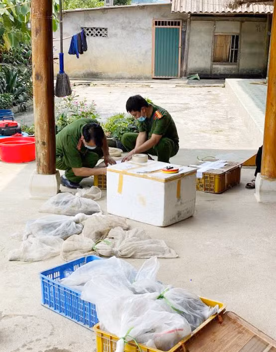 Phòng Cảnh sát môi trường Công an tỉnh Yên Bái kiểm tra số tang vật thu giữ.
