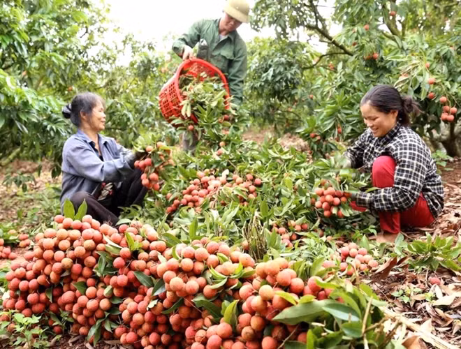 Năm 2021, dự kiến tổng sản lượng vải thu hoạch đạt khoảng 340 nghìn tấn, tăng khoảng 30 nghìn tấn so với năm 2020.