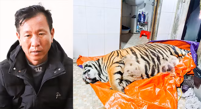 Đinh Nhật Nghệ và cá thể hổ bị phát hiện.