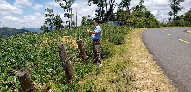 Diện tích trồng rừng trước đây đã được người dân thay thế bằng cây mì.