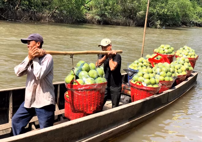 Nông dân thu hoạch, vận chuyển bưởi ở Vĩnh Long.