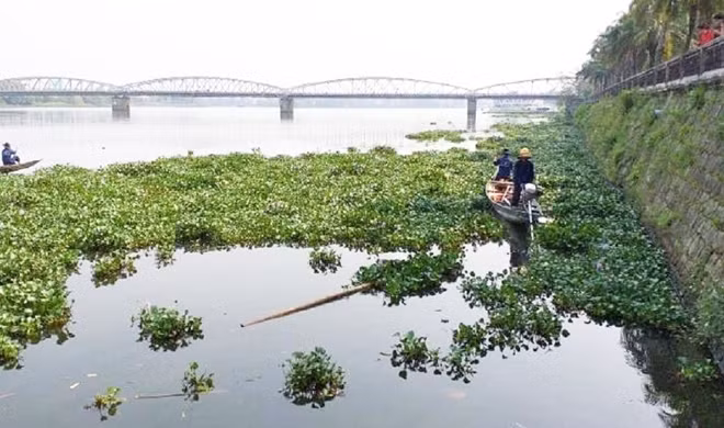 Công nhân môi trường và đô thị TP Huế vớt bèo khơi thông dòng chảy sông Hương. Ảnh: CTV.