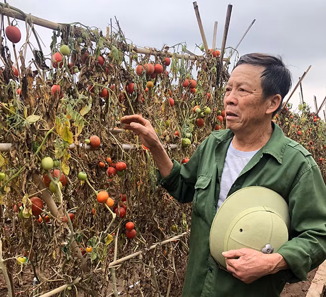 Năm sào cà chua sai trĩu của bác Võ Văn Yên ở xã Tráng Việt, huyện Mê Linh giờ đành cắt gốc, đổ bỏ.