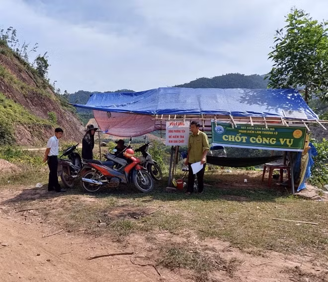 Lực lượng Kiểm lâm lập chốt tại xã Thượng Lộ, huyện Nam Đông để canh giữ những rừng ươi.