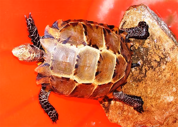 Con rùa bò vào đình làng Thổ Ngọa ở Quảng Bình trưa ngày 10/4.