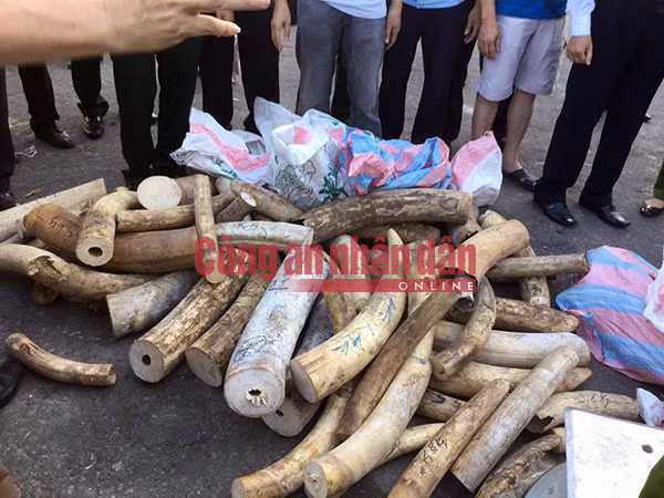 Số ngà voi bị thu giữ.