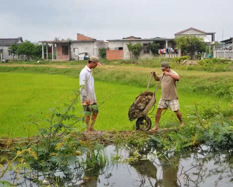 Nông dân nỗ lực che chắn bờ không cho nước lũ tràn vào ruộng lúa.