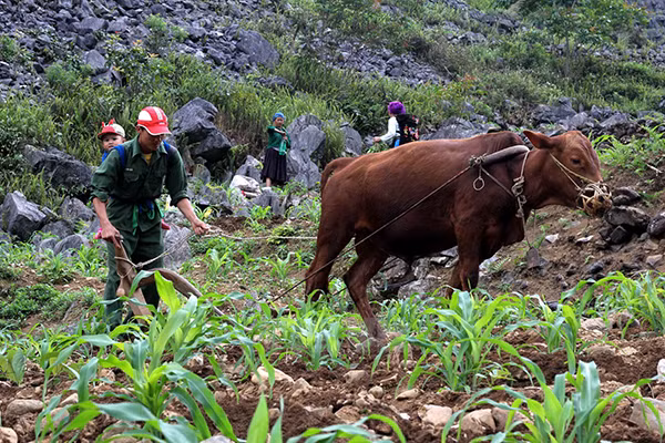 Người dân trên Cao nguyên đá Đồng Văn của Hà Giang thoát nghèo nhờ trồng giống ngô lai cho năng suất cao. Ảnh: Đỗ Bình/TTXVN.