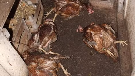 Chi cục Chăn nuôi và Thú y cùng các ngành chức năng của TP. Đà Nẵng đã tiến hành lấy mẫu xét nghiệm để tìm nguyên nhân gà chết nghi ăn cá gây hoang mang dư luận.