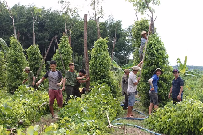 Công an giúp người dân dựng lại tiêu bị gãy đổ sau lốc xoáy