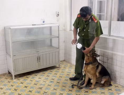 Huấn luyện chó nghiệp vụ giám biệt nguồn hơi là khoa mục chuyên sâu và khó khăn.