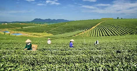 Sản xuất nông nghiệp, đã chuyển dần từ sản xuất nhỏ, manh mún sang sản xuất hàng hóa, gắn với nhu cầu thị trường.