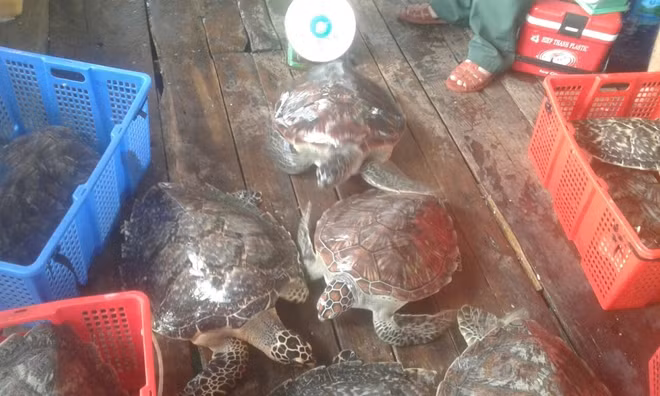 Số cá thể rùa biển được Đồn Biên phòng Cửa khẩu cảng An Thới thu giữ thả về môi trường tự nhiên.