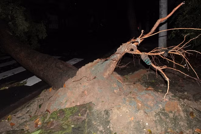 Cây có đường kính lớn chắn ngang đường