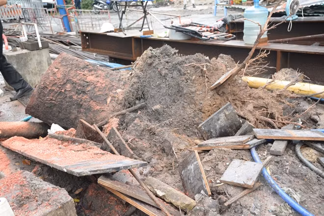 Cây cổ thụ bị bật gốc trong mưa