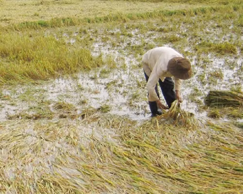 Hàng trăm ha lúa trên địa bàn tỉnh Hậu Giang bị ngập do mưa to, giông lốc mấy ngày qua.