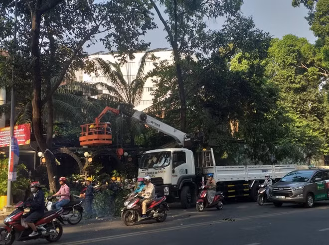 Đơn vị quản lý cây xanh đường phố tỉa cành, cắt nhánh cây trên đường Phạm Ngọc Thạch (quận 3)